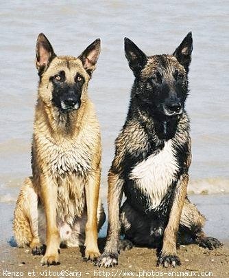 Photo de Berger belge malinois