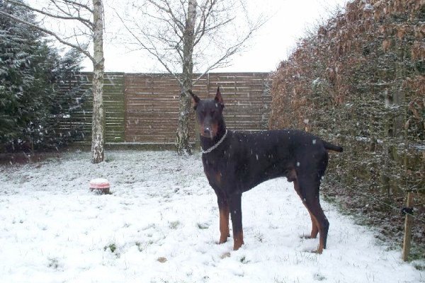 Photo de Dobermann