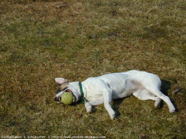 Photo de Jack russell terrier