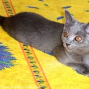 Photo de Chartreux