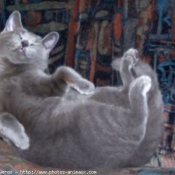 Photo de Chartreux