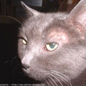 Photo de Chartreux