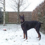 Photo de Dobermann