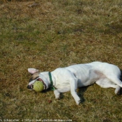 Photo de Jack russell terrier