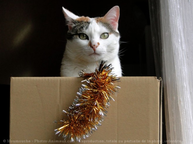 Photo de Chat domestique