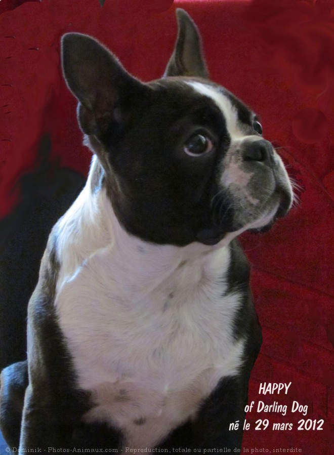 Photo de Boston terrier