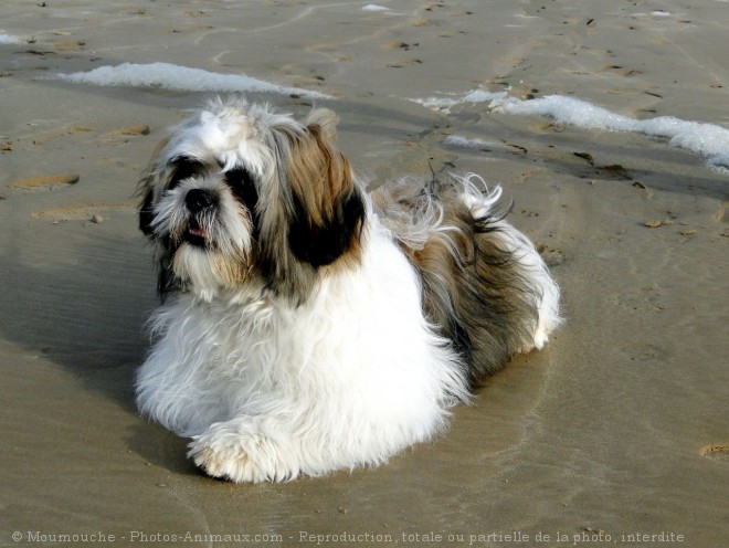 Photo de Shih tzu