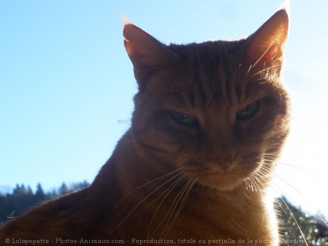 Photo de Chat domestique