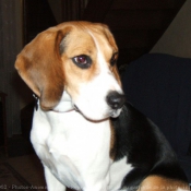 Photo de Beagle