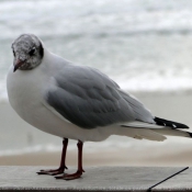 Photo de Mouette