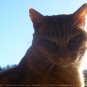 Photo de Chat domestique