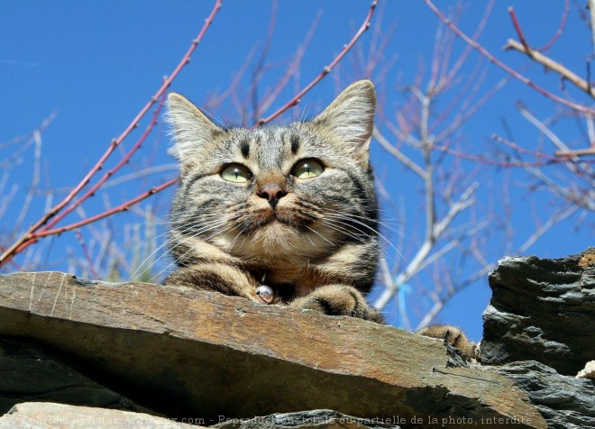 Photo de Chat domestique