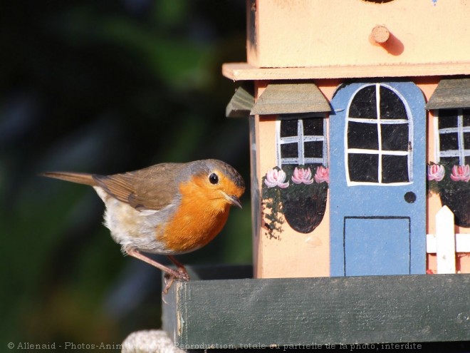 Photo de Rouge gorge