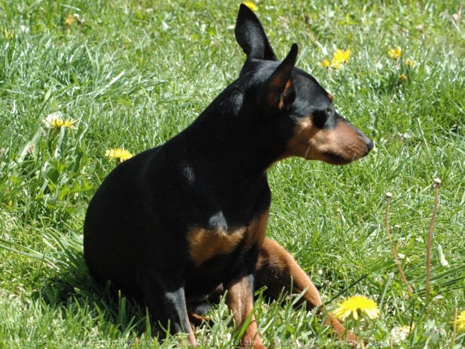 Photo de Pinscher nain