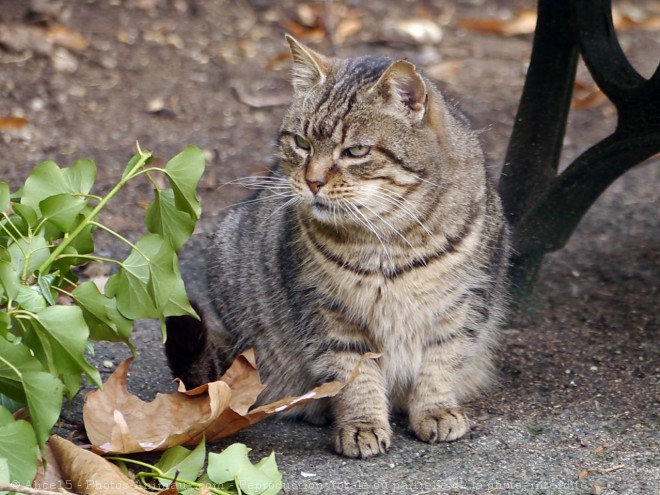 Photo de Chat domestique