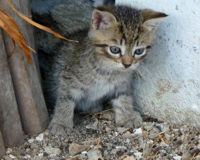 Photo de Chat domestique