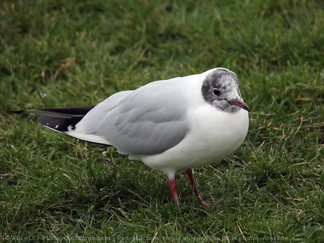 Photo de Mouette