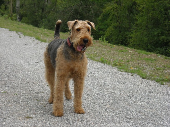 Photo d'Airedale terrier