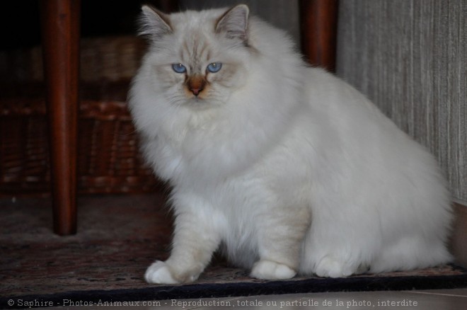 Photo de Sacr de birmanie