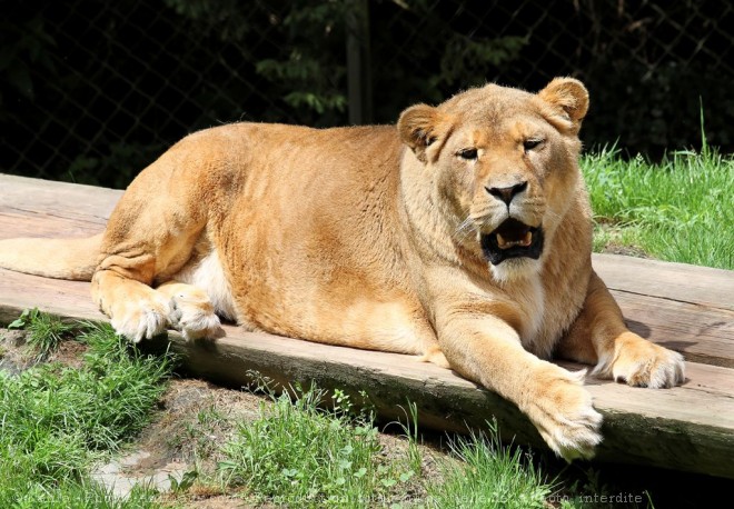 Photo de Lion