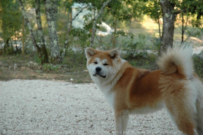 Photo d'Akita inu