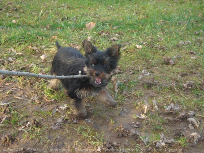 Photo de Yorkshire terrier