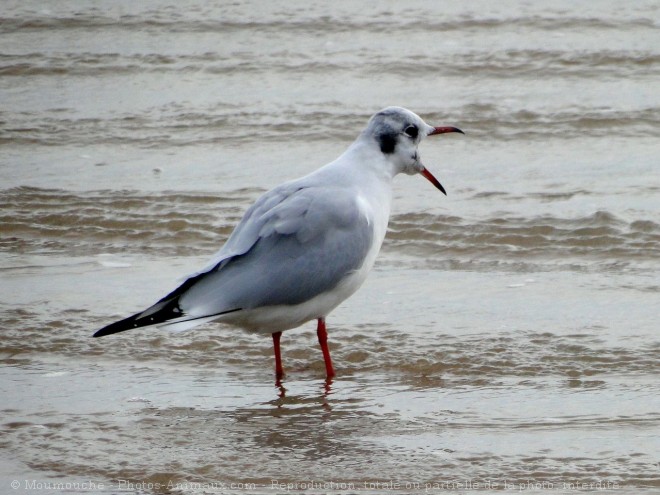 Photo de Mouette