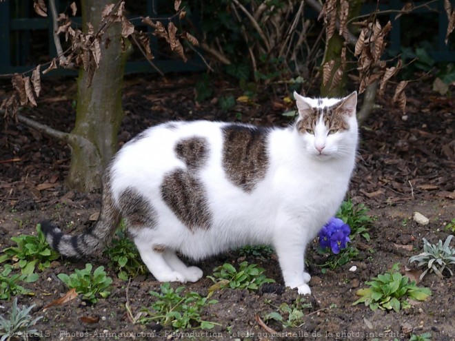 Photo de Chat domestique