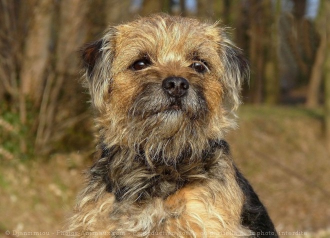 Photo de Border terrier