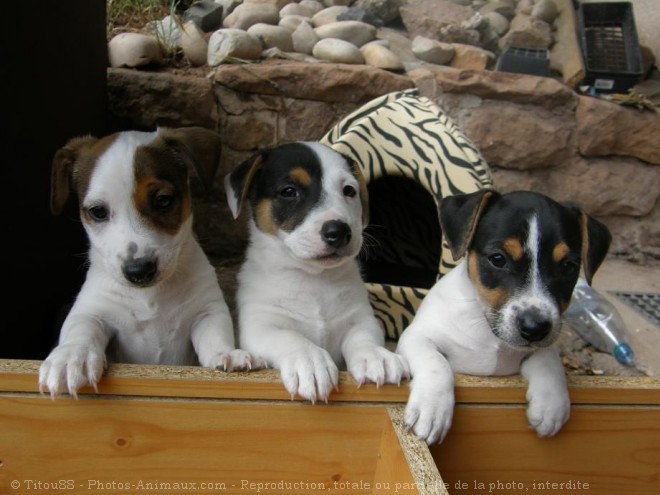 Photo de Jack russell terrier