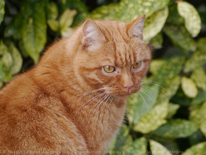 Photo de Chat domestique