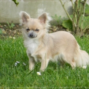 Photo de Chihuahua  poil court