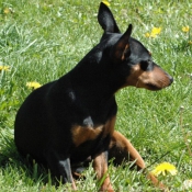 Photo de Pinscher nain