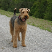 Photo d'Airedale terrier