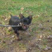 Photo de Yorkshire terrier