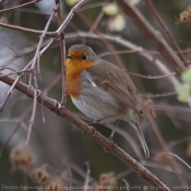 Photo de Rouge gorge