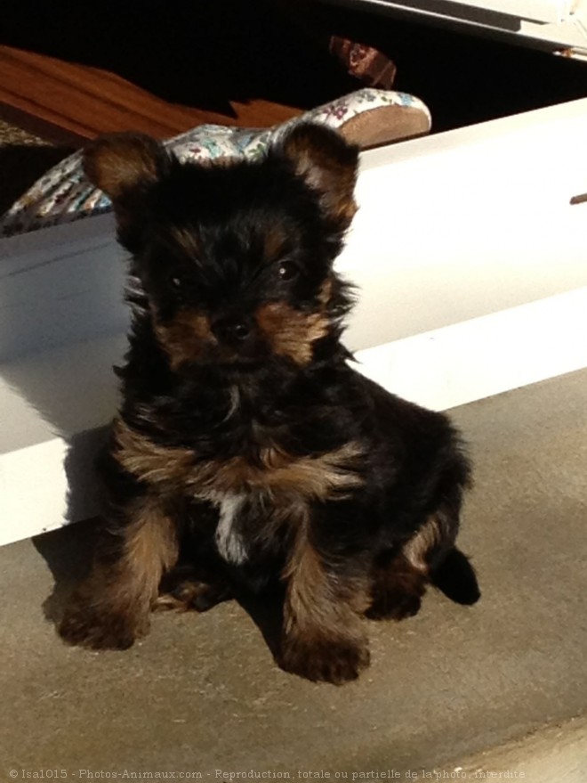 Photo de Yorkshire terrier