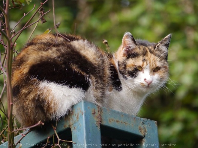 Photo de Chat domestique