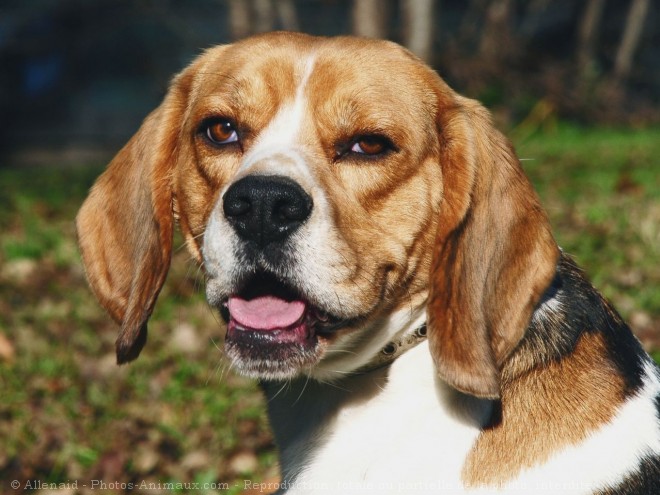 Photo de Beagle