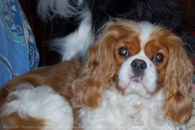 Photo de Cavalier king charles spaniel