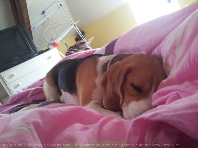 Photo de Beagle