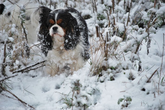 Photo de Cavalier king charles spaniel