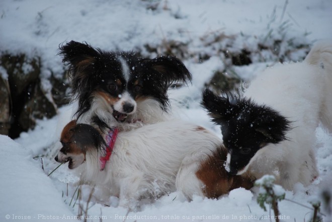 Photo d'Epagneul nain papillon