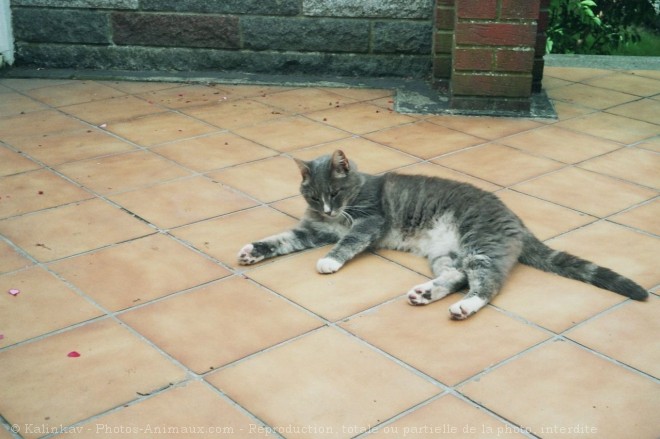 Photo de Chat domestique