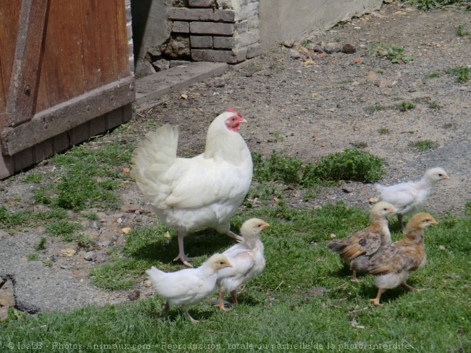 Photo de Poule