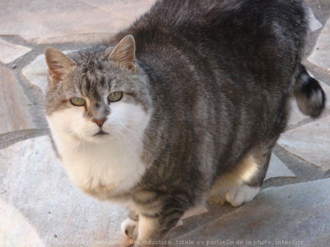 Photo de Chat domestique