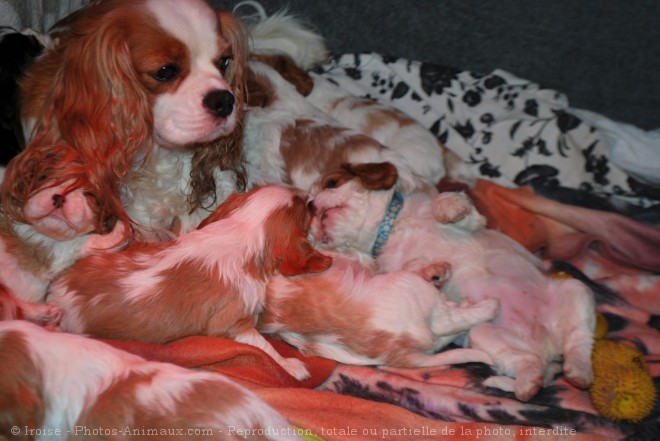 Photo de Cavalier king charles spaniel