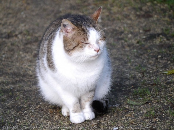 Photo de Chat domestique