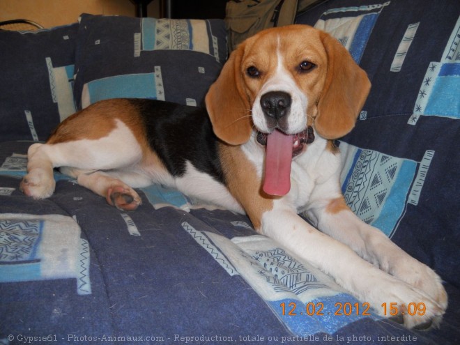 Photo de Beagle