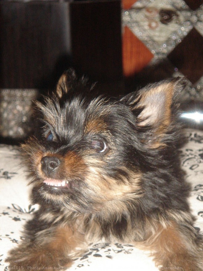 Photo de Yorkshire terrier